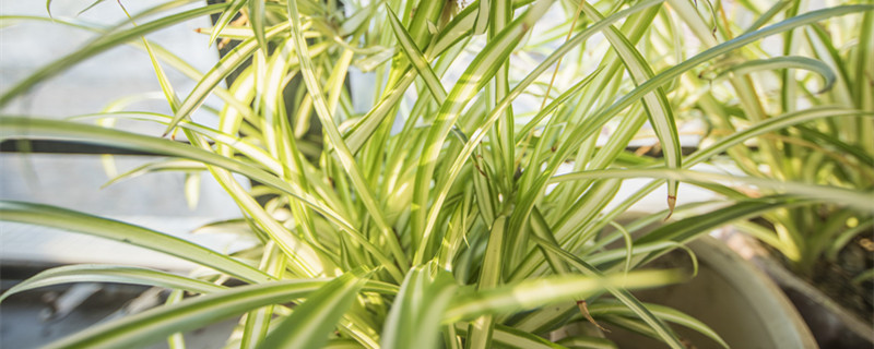 六月开花的兰花是什么品种 6月开的兰花是什么品种