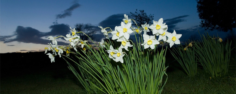 水仙花花语是什么（水仙花的花语是什么呀）