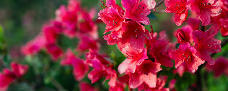 杜鹃花怎么修剪（杜鹃花怎么修剪造型）