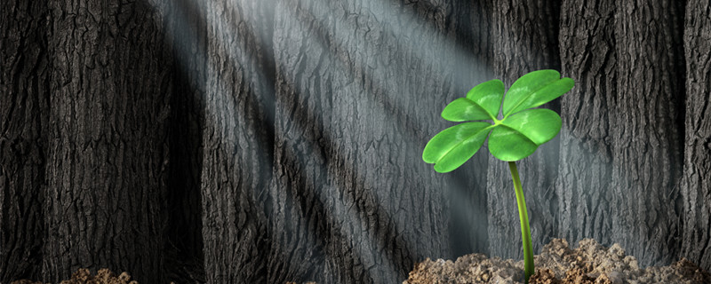 六叶草代表什么意思(四叶草,五叶草,六叶草的含义)