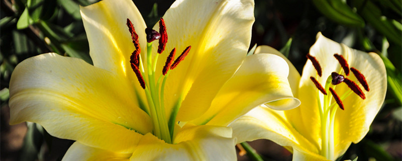 百合花一年能开几次花 百合开花一年开几次花