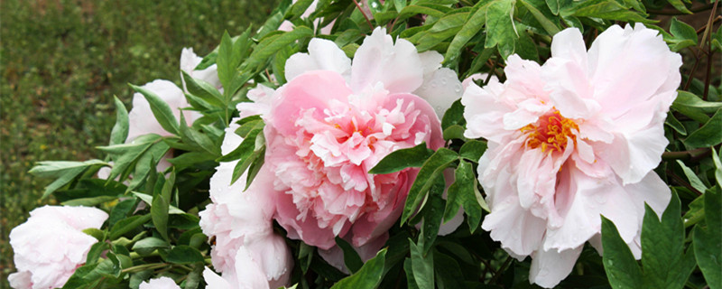 牡丹芍药怎么区分（牡丹和芍药如何区分）