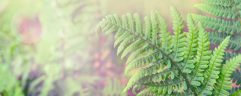 金丝猴蕨叶子干枯怎么办 金丝猴蕨叶子干了怎么办