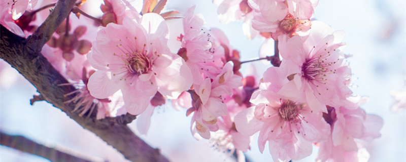 桃树谢花后打什么药（桃树谢花后什么时候打药）