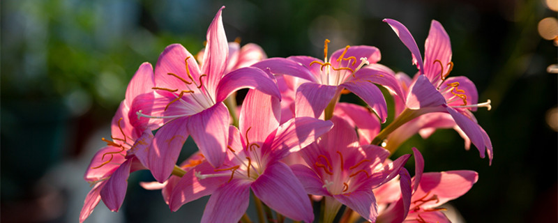 风雨兰一朵花开几天（风雨兰几年开花）