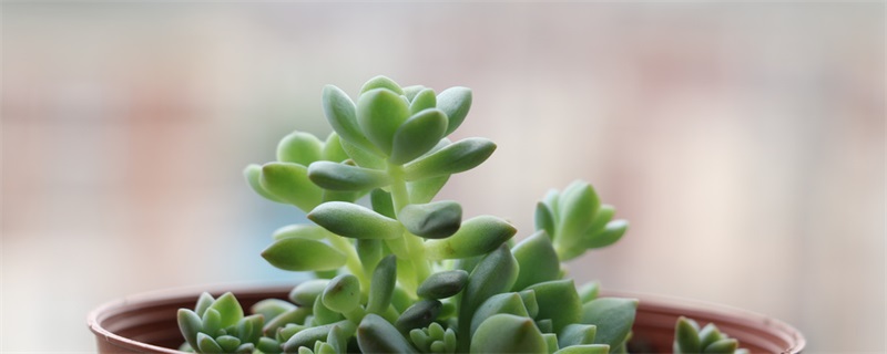 碧玉莲叶子枯了怎么办