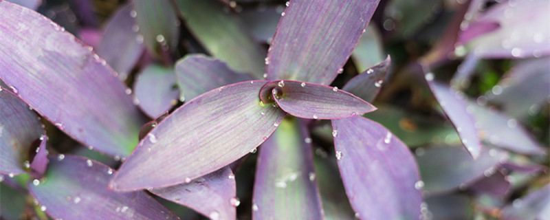 紫竹梅有毒吗（紫竹梅有毒吗可以放卧室吗）