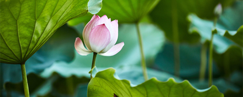 映日荷花别样红是什么季节 映日荷花别样红是哪个季节