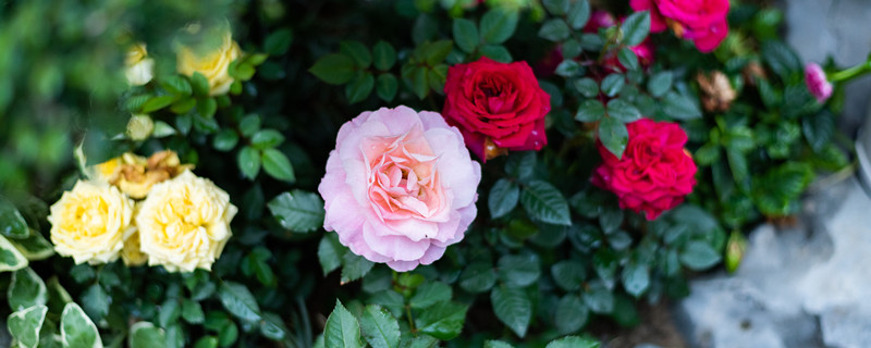 磷酸二氢钾的作用适合哪些花 磷酸二氢钾适合于什么花