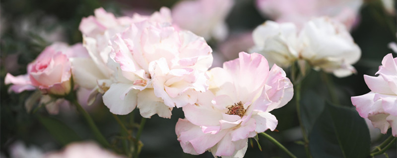 月季有刺儿吗（月季花有刺儿吗）