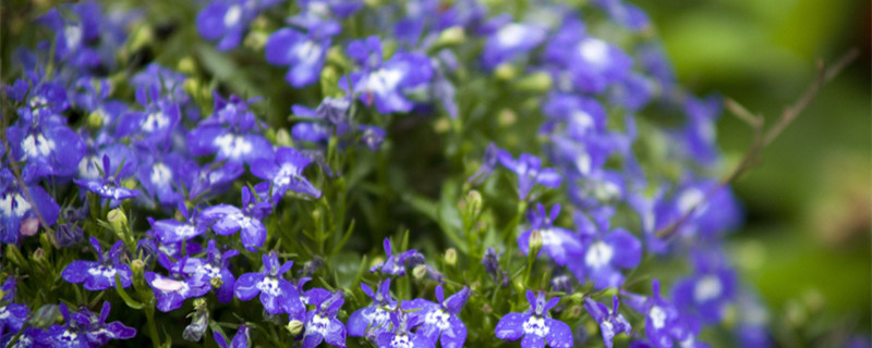 六月雪怎么养(六月雪怎么养才能更旺盛)