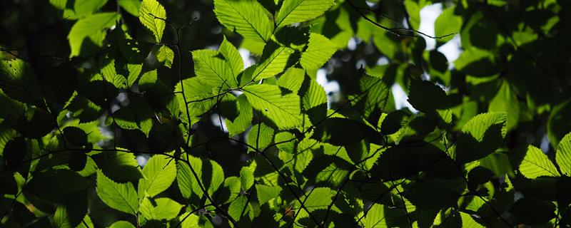 春天什么长出了新叶子（春天什么长出了新叶子我还发现）