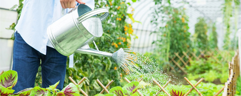 快速清洗花叶灰尘简单方法（花叶怎么除尘）