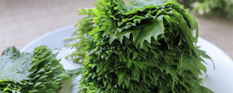 紫苏种植方法和注意事项 紫苏种植的方法