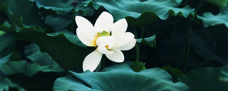 碗莲怎么种（碗莲怎么种植水培）