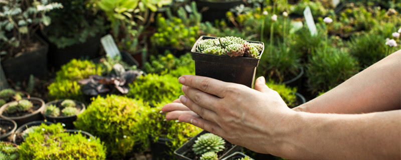 山乌龟冬天要剪掉藤吗(山乌龟的藤冬天怎么处理)