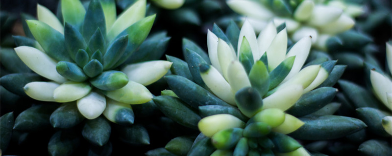 景天科多肉有多少种（景天科多肉的品种图片大全）