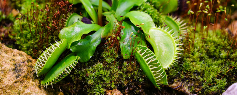 捕蝇草吃什么虫子 捕蝇草吃什么虫子长得快