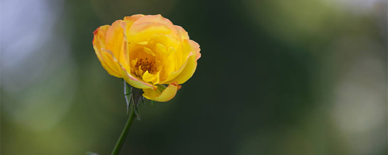 月季花多久开一次花 月季花一年开多少次花