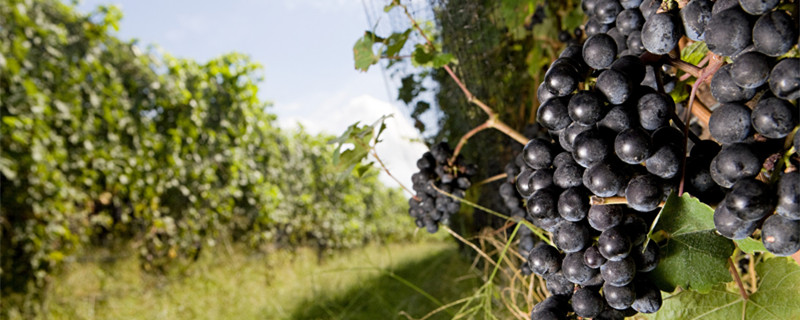 小葡萄苗施什么肥长的快 葡萄用什么肥料长得快