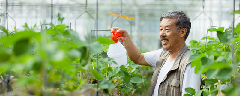 菜子油渣做肥料（菜子油渣做肥料它都含有什么元素?）