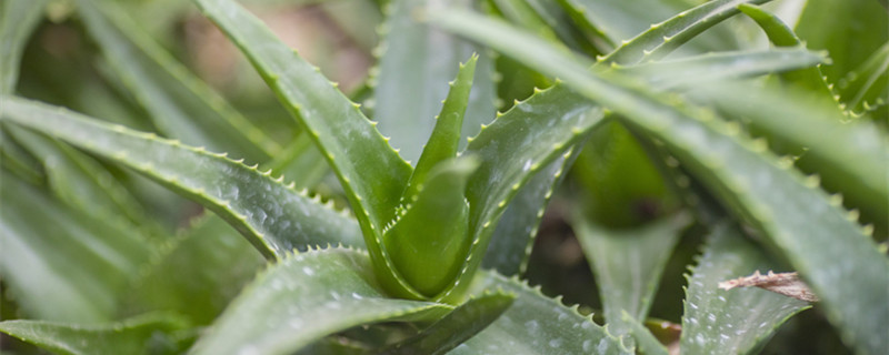 芦荟多久浇一次水 芦荟多久浇一次水合适