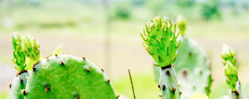 仙人掌的果实 仙人掌的果实是不是火龙果
