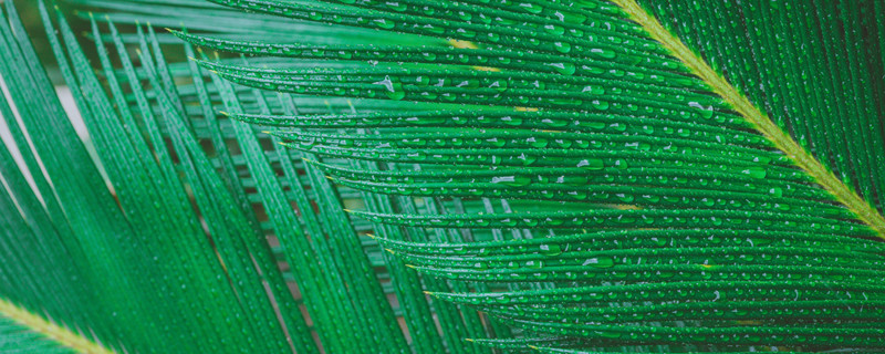 盆栽铁树的养殖方法 盆栽铁树的养殖方法和注意事项