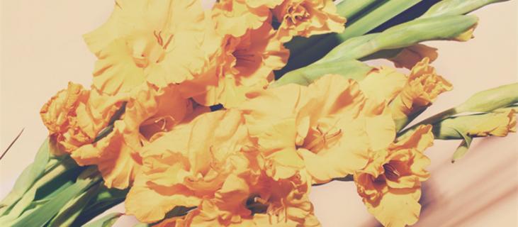 剑兰花语 剑兰的花语和寓意