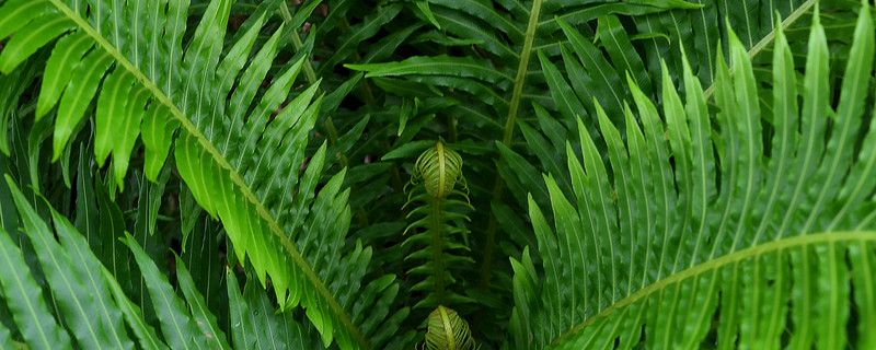 蕨类植物怎么浇水 蕨类植物水浇多了