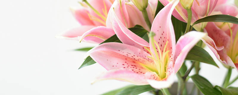 香水百合一年开几次花 重瓣香水百合一年开几次花