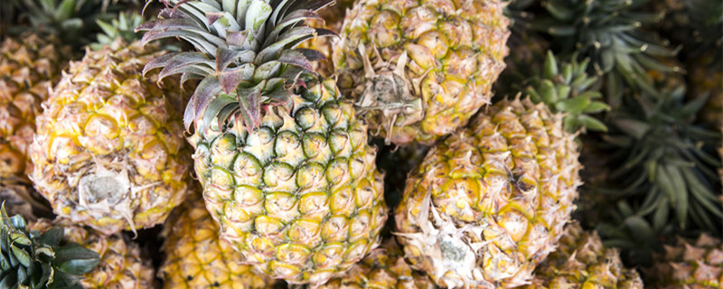 菠萝怎么种植方法（菠萝怎么种植方法图片）