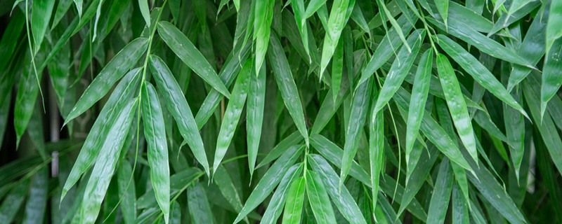 家养竹子叶子发黄的原因 养竹子叶子发黄怎么办