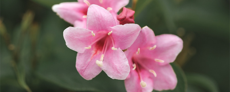 锦带花品种（锦带花属的植物）