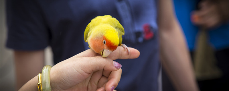 云斑鹦鹉和虎皮鹦鹉有什么区别 云斑鹦鹉和虎皮鹦鹉有什么区别?