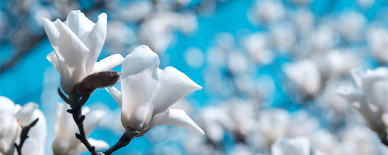 玉兰花的寓意和象征 和田玉玉兰花的寓意和象征