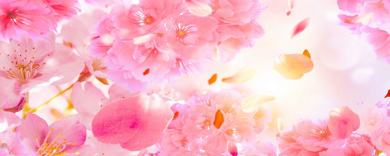 春天开的花有哪些(春天开的花有哪些图片)