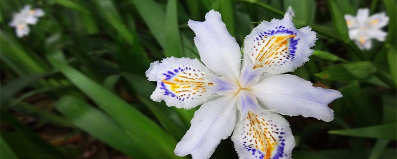 蓝蝴蝶花的养殖方法和注意事项 蓝蝴蝶花怎么养家庭养法