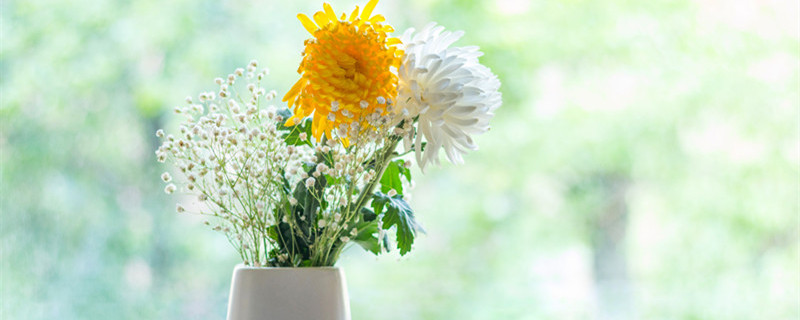 如何养菊花又矮又壮（如何养菊花又矮又壮杜鹃花）