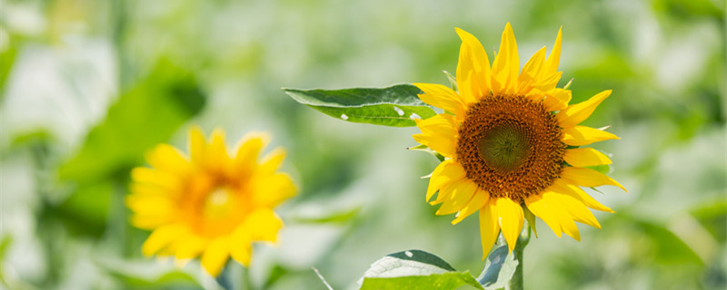 买的向日葵花束可以放多久（向日葵花束能放多久）