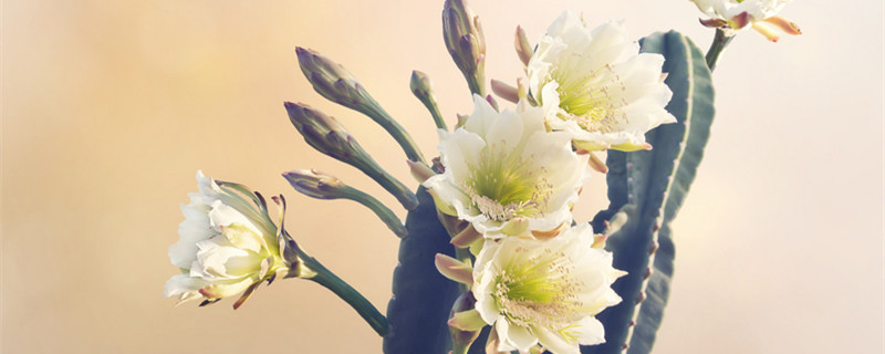 令箭荷花的养殖方法和注意事项 令箭荷花的养殖方法和注意事项视频