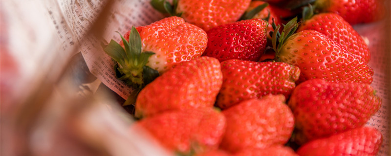 四季草莓能活几年（四季草莓能活多久）