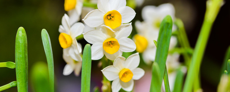 四季花是什么花（四季花是什么花百度百科）