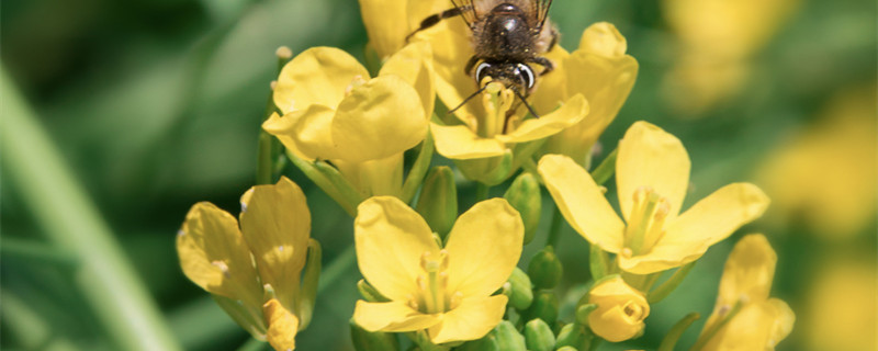 荇菜是什么植物 荇菜是什么科