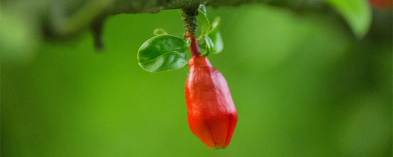 五月的月花是什么（5月月花是什么）