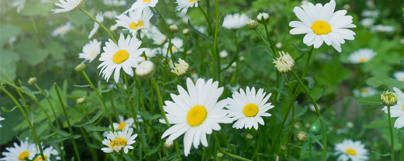 玛格丽特花语(玛格丽特花语是暗恋吗)