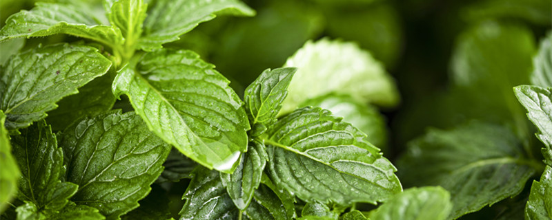 苹果薄荷的主要价值 苹果和薄荷