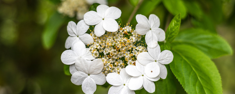 琼花什么时候开花 琼花何时开花