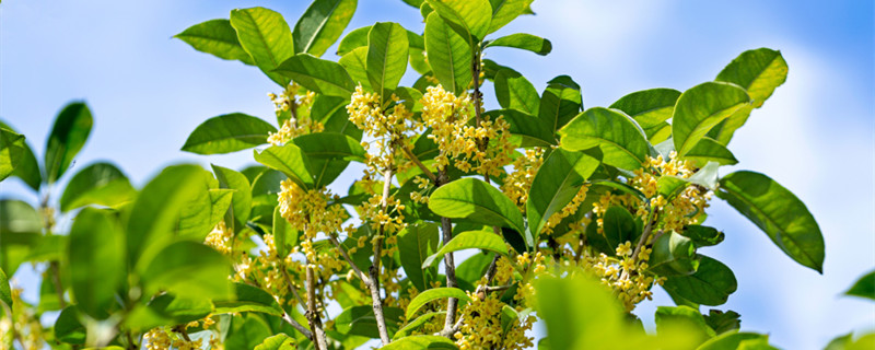 四季桂花怎么养才能更旺盛 盆栽桂花怎么养才能更旺盛