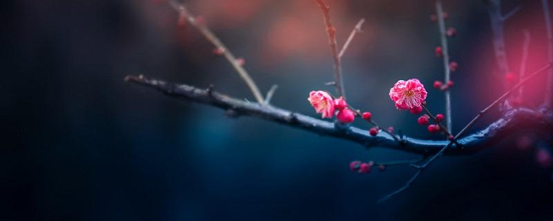 武汉市市花（武汉市市花为什么不是樱花）